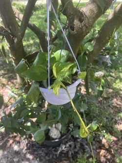Golden Pothos In Hanging Basket