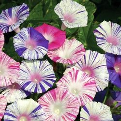 Morning Glory - Carnival Of Venice Seedlings 