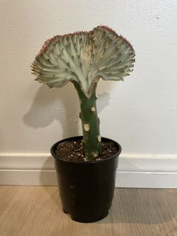 Mermaid Tail Cactus 