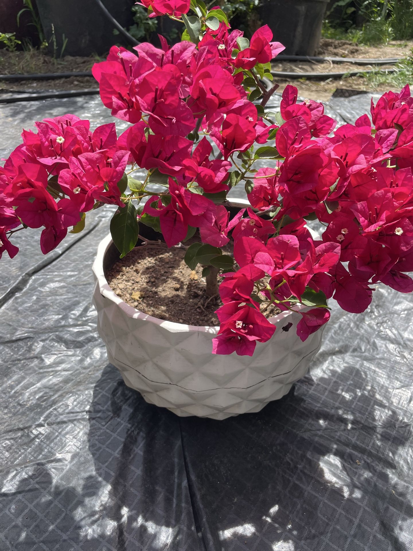 Bonsai Bougainville plant