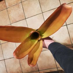 Bromeliad Aechmea Blanchetiana Pup Tropical Plant