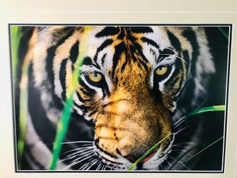 Thomas D. Mangelsen Tiger Eyes