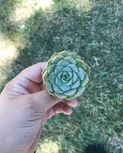 Rare Heeya Tips Succulent