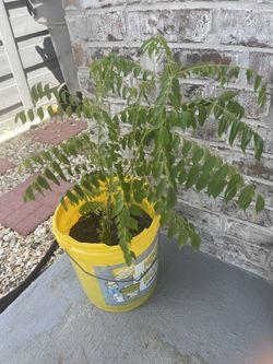 Healthy Curry Leaf Plant!!