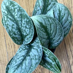 Rare Scindapsus Pictus Exotica Plant / Low-Light Friendly / Free Delivery Available 