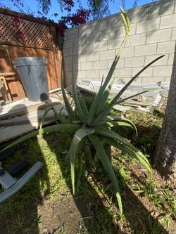 Aloe Vera Plants Large