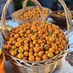 Tejocotas Frescas