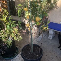 Rio Red Grapefruit Tree 15 Gallon Pot