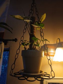 Plant