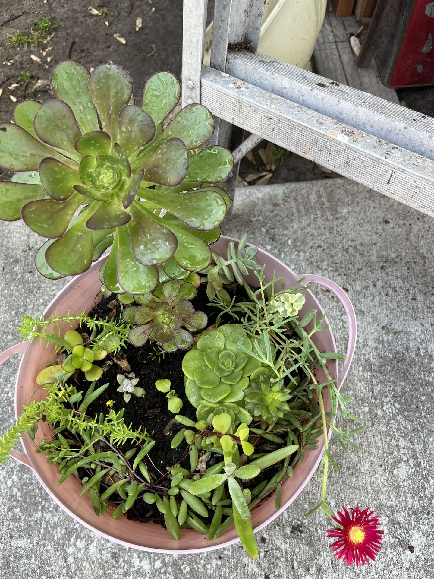 Succulents Arrangement $20