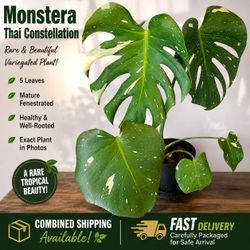 Monstera Thai Constellation Variegated 5 Leaf Live Plant Mature Fenestrated Healthy. Meet at aldi on lockwood. Cash only