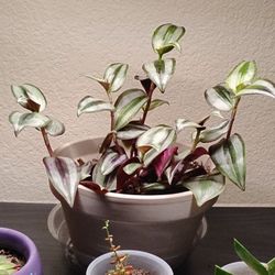 6 Beautiful Purple Inch Plants (Wandering Dudes)