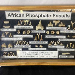 AFRICAN PHOSPHATE FOSSILS Display w/ 11 Species Shark Teeth, 45-70 million years old