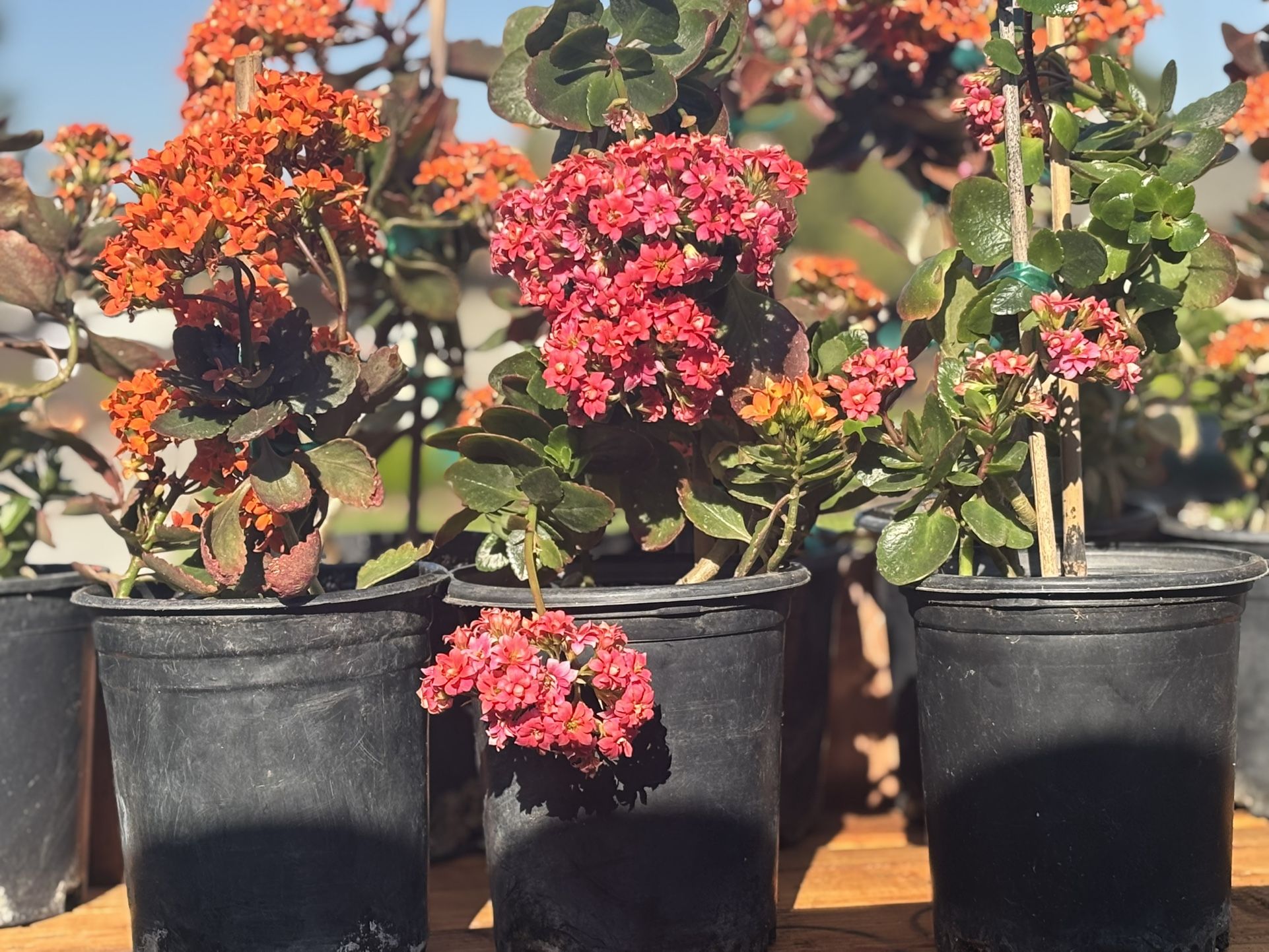 Kalanchoe Plant 🪴🧡🩷