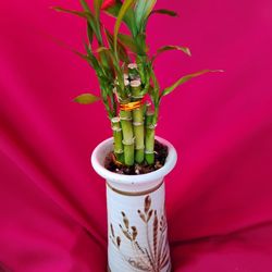 Plantas