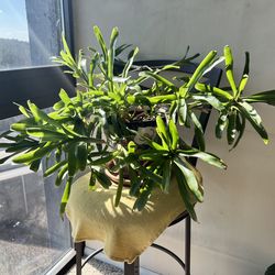 Showy Neoregelia Bromeliad — Large Mother Plant with Several Healthy Pups