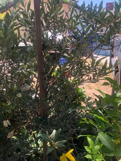 Olive tree with fruit
