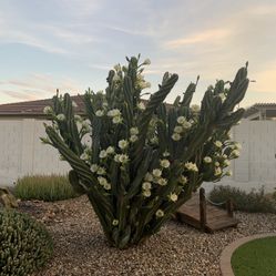FREE REMOVAL OR TRIMMING OF ALL TYPES OF CACTUS