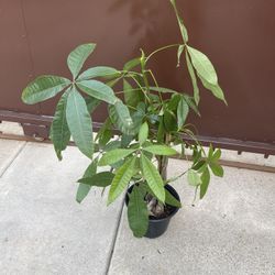 8” money tree