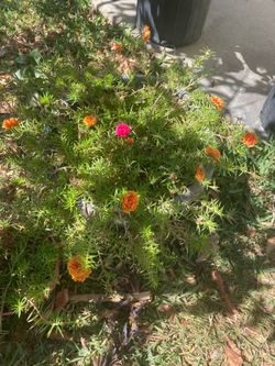 Planta Two colors