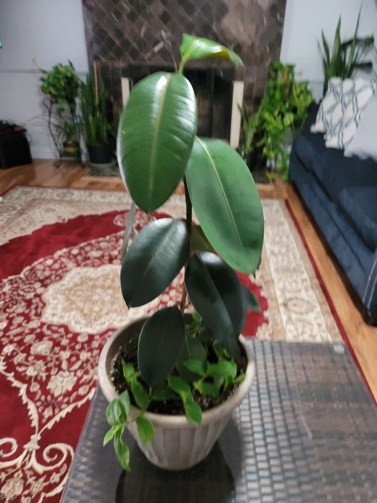 Rubber Tree