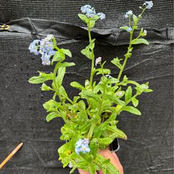 Forget me not plant