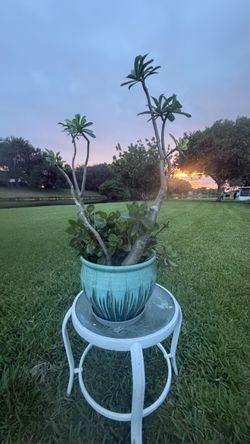 🌸 Beautiful Pink Desert Rose (Adenium) in Ceramic Pot – 80 cm Tall – $85
