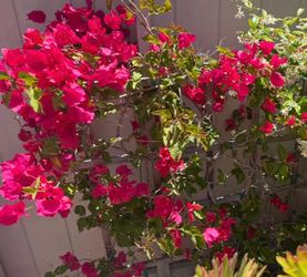 FREE Bougainvillea Pink