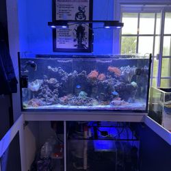 Fake Reef Hobby Toy 