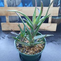 Aloe Plant In Plastic Pot With Dish Available 