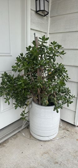Jade Plant Aloe Plant