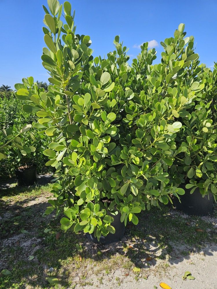 clusias Over 6 feet tall Instant Privacy Hedge For Fence