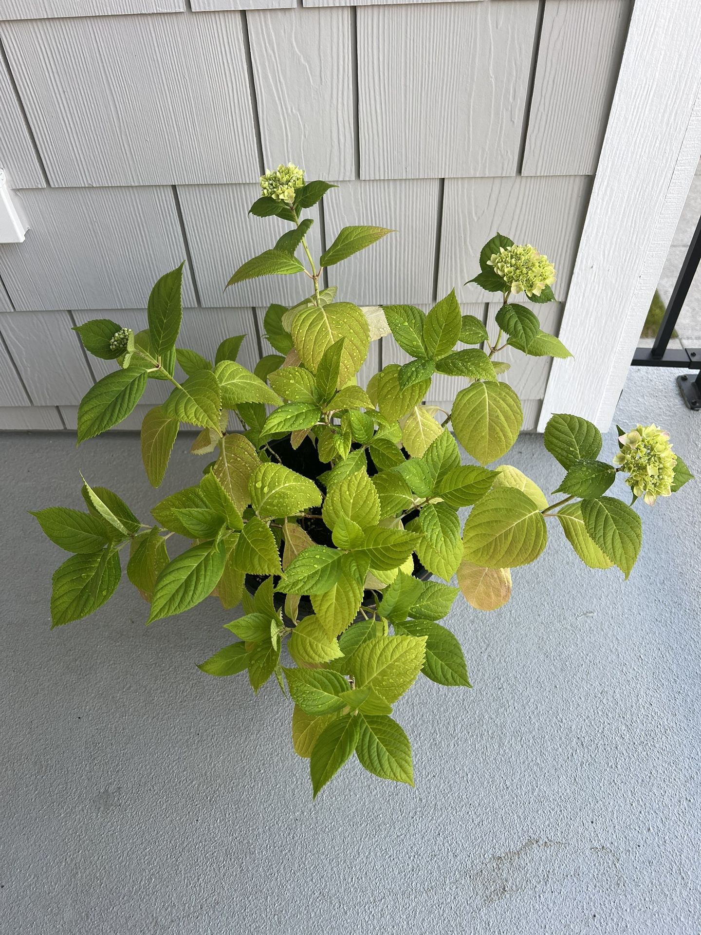 2.5 Gal Hydrangea Plant