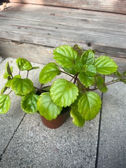 Creeping Charlie House Plant