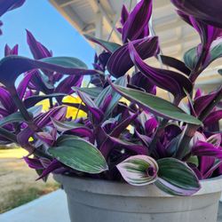 Tradescantia Plant