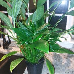 FREE Medium Sized Peace Lilly Plant