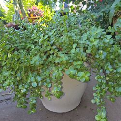 Huge Ecstatic Elephant Food Plant In 18in Pot