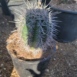 Saguaro Cactus