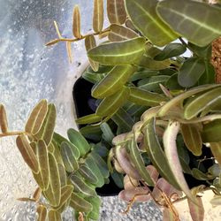 Marcgravia Umbelleta Pink Plant 