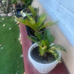 Palm Trees 