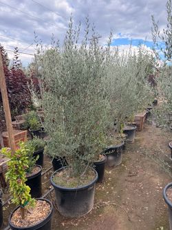 Olive trees  25 gallons
