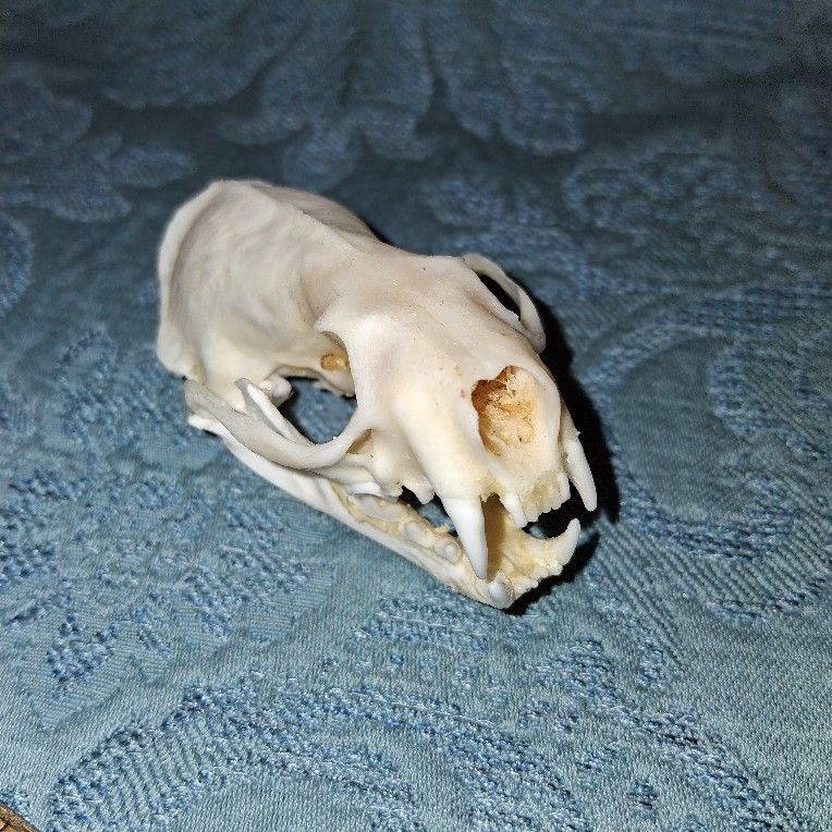  Unique Bleached Skull 