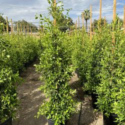 Ficus Nitida Indian Laurel Privacy Hedge
