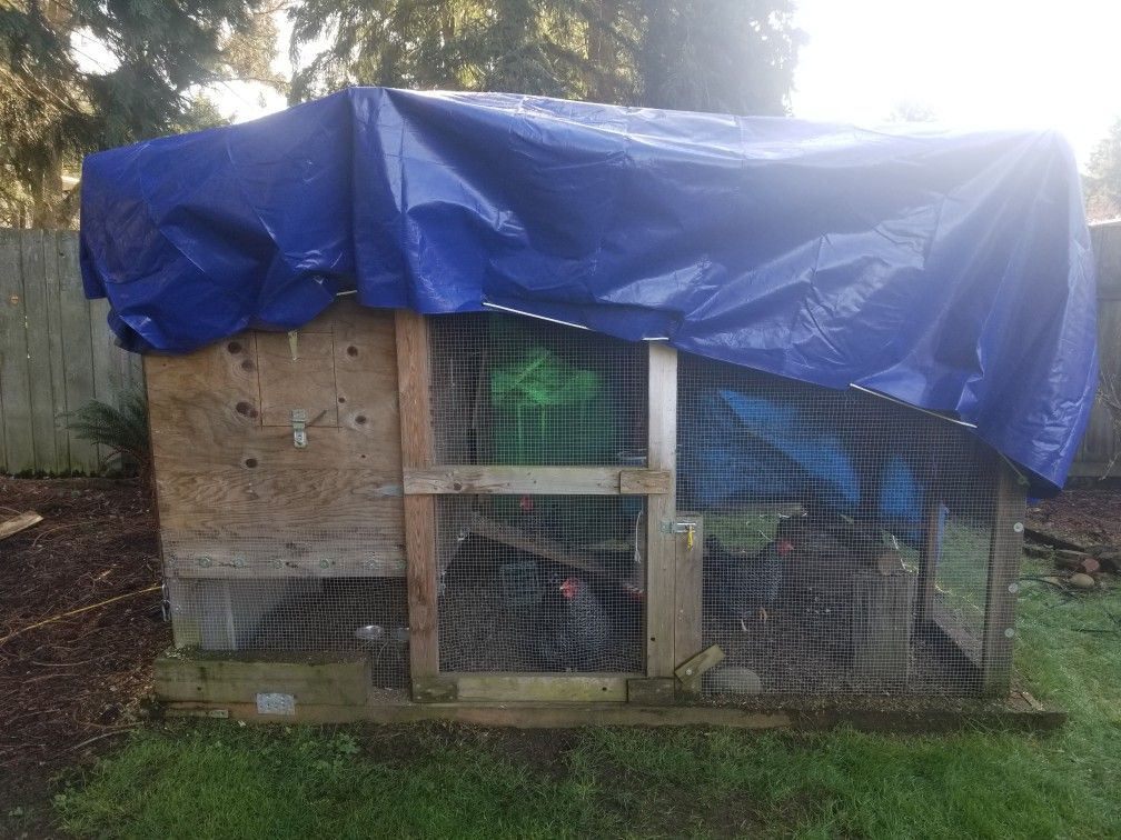 Chicken coop with three laying hens.