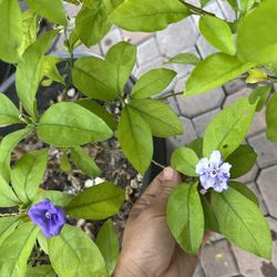 Yesterday Today And Tomorrow Flower Tree