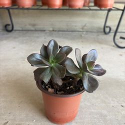 Small Size Outdoor Potted Succulent Plant 