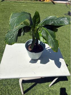 Peace Lilly plants
