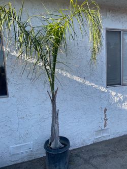 Queen Palm Tree in Pot