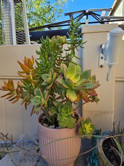 Fresh succulents arrangements