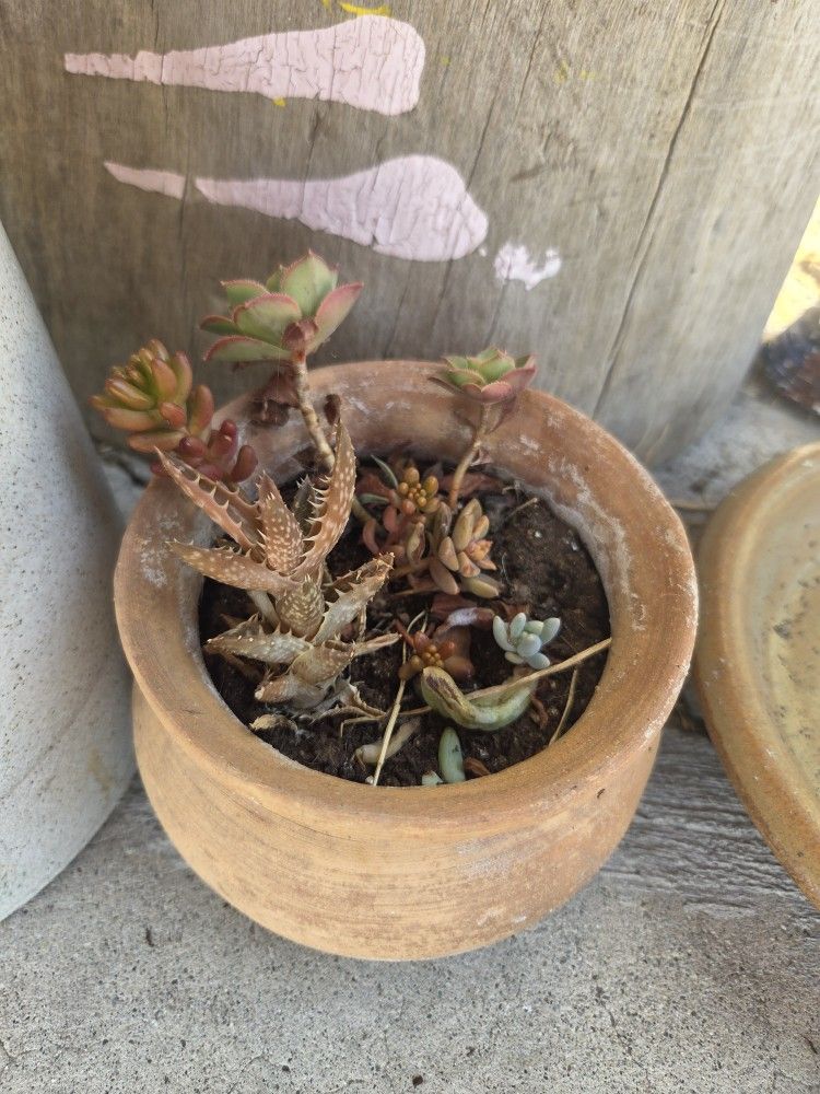 Random Succulents & Clay Pot